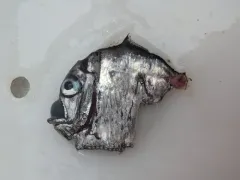 Oblique Hatchetfish thumbnail 2