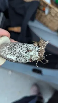 Leccinum griseonigrum thumbnail 2