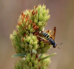 Eucerceris zonata thumbnail 3