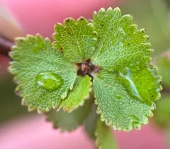 Newfoundland dwarf birch thumbnail 4