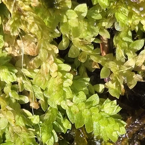 meadow spikemoss