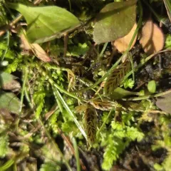 Shining Flatsedge thumbnail 1