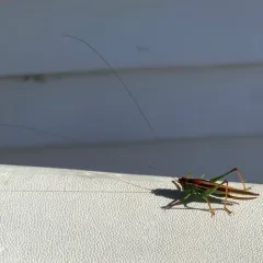 Lesser Pine Katydid thumbnail 4