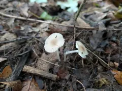 Mycena niveipes thumbnail 4