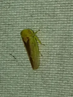 Populicerus suturalis thumbnail 4