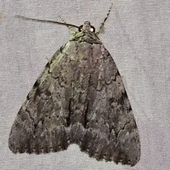 Habilis Underwing thumbnail 3