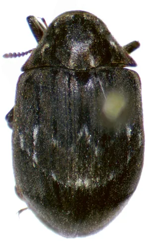 Kirby's Pill Beetle