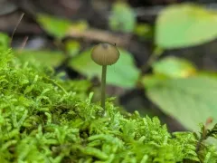 Entoloma cuspidiferum thumbnail 4