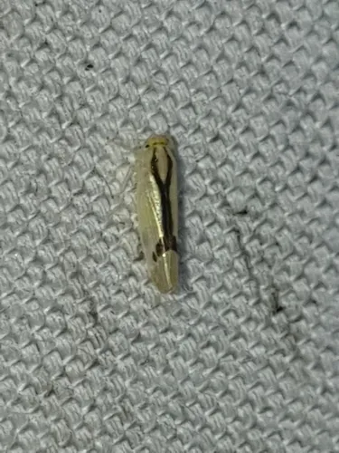 Ossiannilssonola phryne