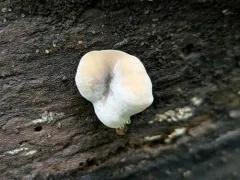 Simocybe serrulata thumbnail 4