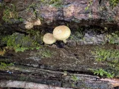 Cystoagaricus hirtosquamulosus thumbnail 4