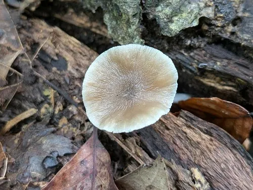 Pluteus praerugosus