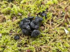 Myrothecium inundatum thumbnail 3