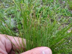 Mouse-tail bog sedge thumbnail 4