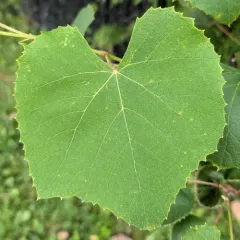 fox grape thumbnail 3