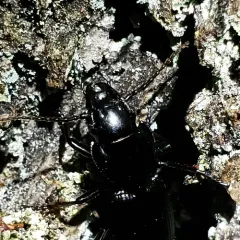 Pterostichus lama thumbnail 4