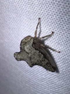 Heliria cristata thumbnail 3
