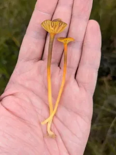 Cranberry Waxy Cap thumbnail 4