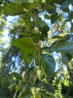 white alder thumbnail 2
