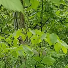 Swamp Sparrow thumbnail 4