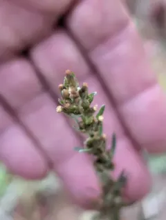 Woodland Cudweed thumbnail 3