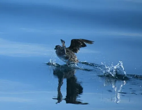 Cassin's Auklet