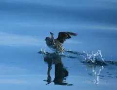 Cassin's Auklet thumbnail 1