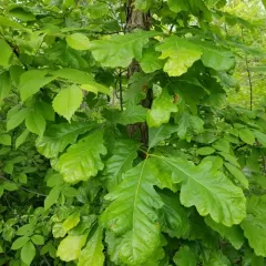 swamp white oak thumbnail 3