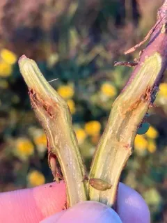 Aulacidea follioti thumbnail 2