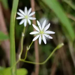 lesser stitchwort thumbnail 4