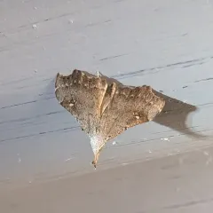 White-spotted Redectis Moth thumbnail 3