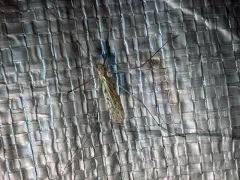 Rhipidia domestica thumbnail 3