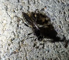 Coelichneumon navus thumbnail 4