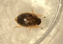 Amphicrossus ciliatus thumbnail 3