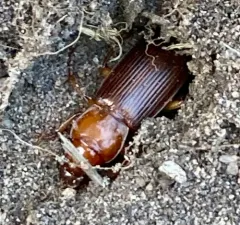 Medora Harp Ground Beetle thumbnail 3