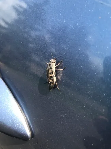 Buprestis consularis