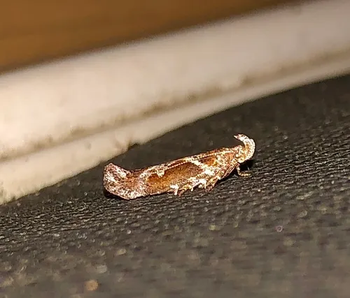 Goldenrod Elliptical-Gall Moth