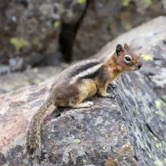 Common Golden-mantled Ground Squirrel thumbnail 2