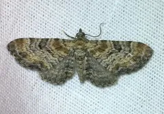 Eupithecia johnstoni thumbnail 2