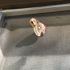 Glover's Silkmoth thumbnail 3