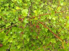 mountain ninebark thumbnail 1