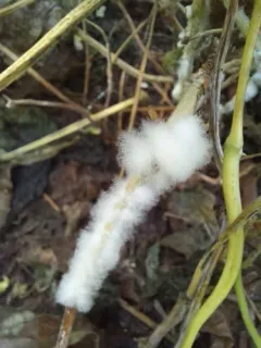 white mold thumbnail 2