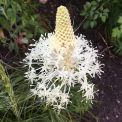 common beargrass thumbnail 3