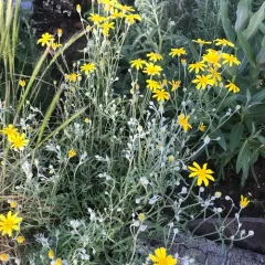 common woolly sunflower thumbnail 3