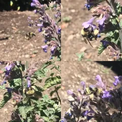 Van Dyke's Bumble Bee thumbnail 1
