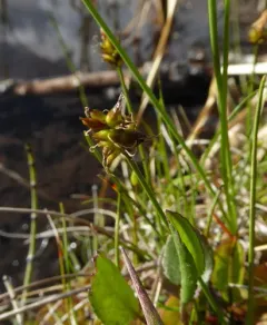 Northern bog sedge thumbnail 2