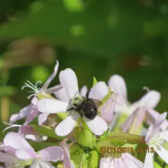 Brown-belted Bumble Bee thumbnail 1