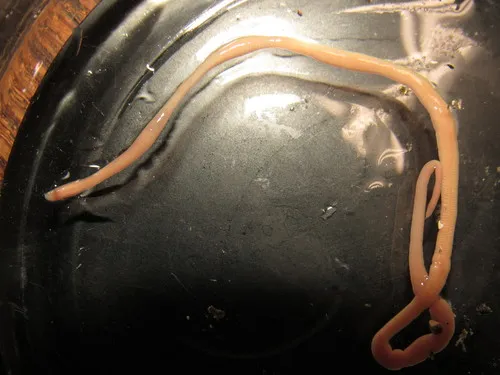 Maculaura cerebrosa