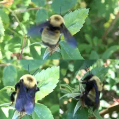 Nevada Bumble Bee thumbnail 3