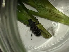 Xylotrechus mormonus thumbnail 2